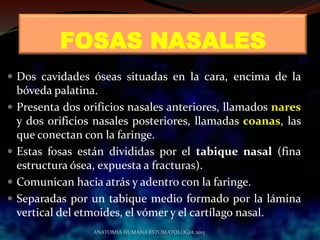 FOSAS NASALES
 Dos cavidades óseas situadas en la cara, encima de la
bóveda palatina.
 Presenta dos orificios nasales anteriores, llamados nares
y dos orificios nasales posteriores, llamadas coanas, las
que conectan con la faringe.
 Estas fosas están divididas por el tabique nasal (fina
estructura ósea, expuesta a fracturas).
 Comunican hacia atrás y adentro con la faringe.
 Separadas por un tabique medio formado por la lámina
vertical del etmoides, el vómer y el cartílago nasal.
ANATOMIA HUMANA ESTOMATOLOGIA 2015
 