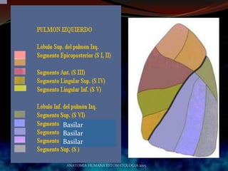Basilar
Basilar
Basilar
ANATOMIA HUMANA ESTOMATOLOGIA 2015
 