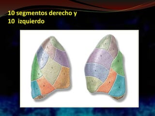 10 segmentos derecho y
10 izquierdo
 