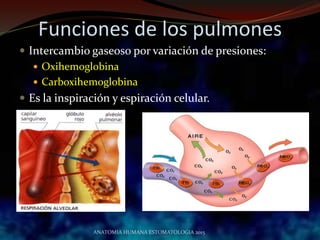 Funciones de los pulmones
 Intercambio gaseoso por variación de presiones:
 Oxihemoglobina
 Carboxihemoglobina
 Es la inspiración y espiración celular.
ANATOMIA HUMANA ESTOMATOLOGIA 2015
 