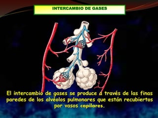 El intercambio de gases se produce a través de las finas
paredes de los alvéolos pulmonares que están recubiertos
por vasos capilares.
INTERCAMBIO DE GASES
 