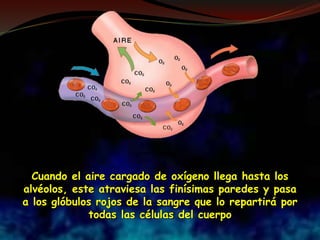 Cuando el aire cargado de oxígeno llega hasta los
alvéolos, este atraviesa las finísimas paredes y pasa
a los glóbulos rojos de la sangre que lo repartirá por
todas las células del cuerpo
 
