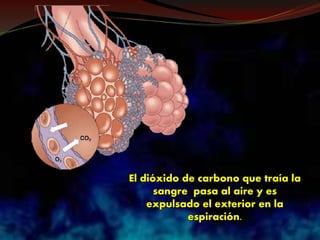 El dióxido de carbono que traía la
sangre pasa al aire y es
expulsado el exterior en la
espiración.
 