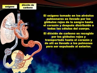 El oxígeno tomado en los alvéolos
pulmonares es llevado por los
glóbulos rojos de la sangre hasta
el corazón y después distribuido a
todas las células del cuerpo.
El dióxido de carbono es recogido
por los glóbulos rojos y
transportado hasta el corazón y
de allí es llevado a los pulmones
para ser expulsado al exterior.
dióxido de
carbonooxígeno
 