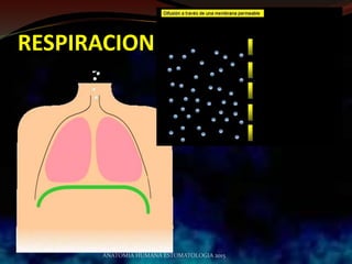 RESPIRACION
ANATOMIA HUMANA ESTOMATOLOGIA 2015
 