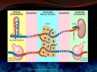 ANATOMIA HUMANA ESTOMATOLOGIA 2015
 
