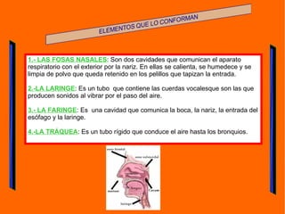 1.- LAS FOSAS NASALES : Son dos cavidades que comunican el aparato respiratorio con el exterior por la nariz. En ellas se calienta, se humedece y se limpia de polvo que queda retenido en los pelillos que tapizan la entrada.  2.-LA LARINGE : Es un tubo  que contiene las cuerdas vocalesque son las que producen sonidos al vibrar por el paso del aire. 3.- LA FARINGE : Es  una cavidad que comunica la boca, la nariz, la entrada del esófago y la laringe. 4.-LA TRÁQUEA : Es un tubo rígido que conduce el aire hasta los bronquios. 
