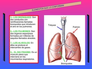 5.- LOS BRÓNQUIOS : Son dos conductos con ramificaciones llamadas bronquiolos que introducen el aire en los pulmones. 6.- LOS PULMONES : Son dos órganos esponjosos formados por millones de saquitos llamados alveolos. 7.- LOS ALVEOLOS : En ellos se produce el intercambio de gases. 8.-  EL DIA FRAGMA : Es un músculo plano que interviene en los movimientos respiratorios. Tráquea Pulmón Bronquiolos 