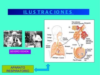 ILUSTRACIONES SEVERO OCHOA APARATO RESPIRATORIO 