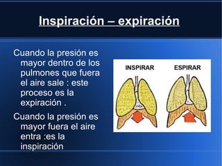Inspiración – expiración

Cuando la presión es
 mayor dentro de los
 pulmones que fuera
 el aire sale : este
 proceso es la
 expiración .
Cuando la presión es
 mayor fuera el aire
 entra :es la
 inspiración
 