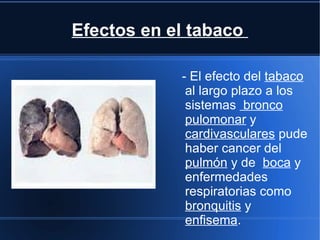 Efectos en el tabaco

            - El efecto del tabaco
             al largo plazo a los
             sistemas bronco
             pulomonar y
             cardivasculares pude
             haber cancer del
             pulmón y de boca y
             enfermedades
             respiratorias como
             bronquitis y
             enfisema.
 