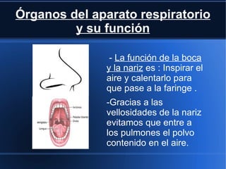 Órganos del aparato respiratorio
         y su función

               - La función de la boca
              y la nariz es : Inspirar el
              aire y calentarlo para
              que pase a la faringe .
              -Gracias a las
              vellosidades de la nariz
              evitamos que entre a
              los pulmones el polvo
              contenido en el aire.
 
