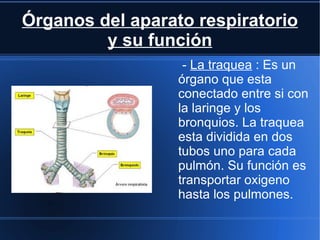 Órganos del aparato respiratorio
         y su función
                   - La traquea : Es un
                  órgano que esta
                  conectado entre si con
                  la laringe y los
                  bronquios. La traquea
                  esta dividida en dos
                  tubos uno para cada
                  pulmón. Su función es
                  transportar oxigeno
                  hasta los pulmones.
 