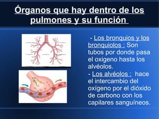 Órganos que hay dentro de los
   pulmones y su función
                 - Los bronquios y los
                bronquiolos : Son
                tubos por donde pasa
                el oxigeno hasta los
                alvéolos.
                - Los alvéolos : hace
                el intercambio del
                oxígeno por el dióxido
                de carbono con los
                capilares sanguíneos.
 