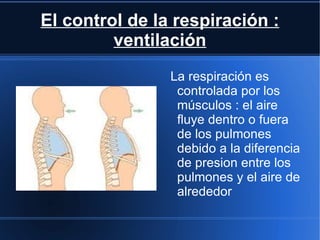 El control de la respiración :
         ventilación
                La respiración es
                 controlada por los
                 músculos : el aire
                 fluye dentro o fuera
                 de los pulmones
                 debido a la diferencia
                 de presion entre los
                 pulmones y el aire de
                 alrededor
 