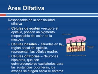 Área Olfativa
Responsable de la sensibilidad
olfativa
 Células de sostén –recubre el
epitelio, poseen un pigmento
responsable del color de la
mucosa.
 Células basales - situadas en la
región basal del epitelio,
representan las células madre.
 Células olfatorias – Neuronas
bipolares, que son
quimioreceptores excitatorios para
las sustancias odoríferas, los
axones se dirigen hacia el sistema
 