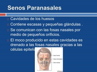 Senos Paranasales
 Cavidades de los huesos
 Contiene escasas y pequeñas glándulas .
 Se comunican con las fosas nasales por
medio de pequeños orificios.
 El moco producido en estas cavidades es
drenado a las fosas nasales gracias a las
células epiteliales ciliadas.
 