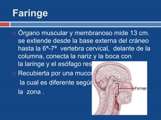 Faringe
 Órgano muscular y membranoso mide 13 cm.
se extiende desde la base externa del cráneo
hasta la 6ª-7ª vertebra cervical, delante de la
columna, conecta la nariz y la boca con
la laringe y el esófago respectivamente.
 Recubierta por una mucosa
la cual es diferente según
la zona .
 