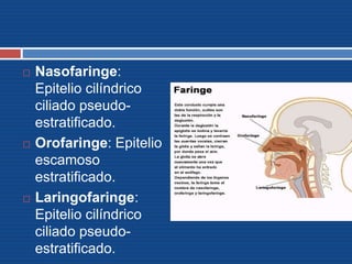  Nasofaringe:
Epitelio cilíndrico
ciliado pseudo-
estratificado.
 Orofaringe: Epitelio
escamoso
estratificado.
 Laringofaringe:
Epitelio cilíndrico
ciliado pseudo-
estratificado.
 