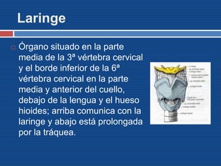 Laringe
 Órgano situado en la parte
media de la 3ª vértebra cervical
y el borde inferior de la 6ª
vértebra cervical en la parte
media y anterior del cuello,
debajo de la lengua y el hueso
hioides; arriba comunica con la
laringe y abajo está prolongada
por la tráquea.
 