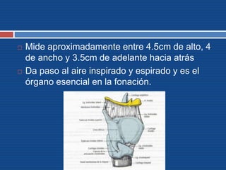  Mide aproximadamente entre 4.5cm de alto, 4
de ancho y 3.5cm de adelante hacia atrás
 Da paso al aire inspirado y espirado y es el
órgano esencial en la fonación.
 