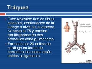 Tráquea
 Tubo revestido rico en fibras
elásticas, continuación de la
laringe a nivel de la vertebra
c4 hasta la T5 y termina
ramificándose en dos
bronquios extra pulmonares.
 Formado por 20 anillos de
cartílago en forma de
herradura los cuales están
unidas al ligamento.
 