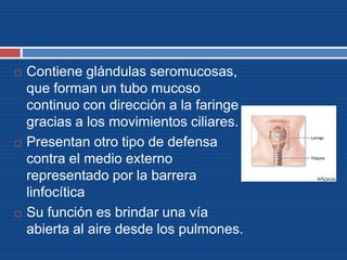  Contiene glándulas seromucosas,
que forman un tubo mucoso
continuo con dirección a la faringe
gracias a los movimientos ciliares.
 Presentan otro tipo de defensa
contra el medio externo
representado por la barrera
linfocítica
 Su función es brindar una vía
abierta al aire desde los pulmones.
 
