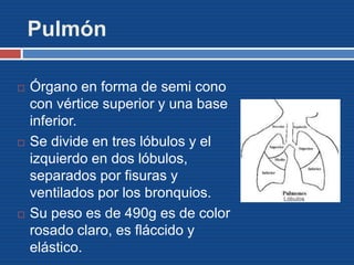 Pulmón
 Órgano en forma de semi cono
con vértice superior y una base
inferior.
 Se divide en tres lóbulos y el
izquierdo en dos lóbulos,
separados por fisuras y
ventilados por los bronquios.
 Su peso es de 490g es de color
rosado claro, es fláccido y
elástico.
 
