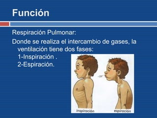 Función
Respiración Pulmonar:
Donde se realiza el intercambio de gases, la
ventilación tiene dos fases:
1-Inspiración .
2-Espiración.
 