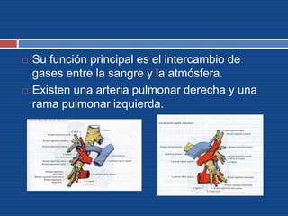  Su función principal es el intercambio de
gases entre la sangre y la atmósfera.
 Existen una arteria pulmonar derecha y una
rama pulmonar izquierda.
 