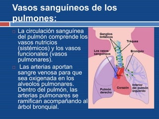 Vasos sanguíneos de los
pulmones:
 La circulación sanguínea
del pulmón comprende los
vasos nutricios
(sistémicos) y los vasos
funcionales (vasos
pulmonares).
 Las arterias aportan
sangre venosa para que
sea oxigenada en los
alveolos pulmonares.
Dentro del pulmón, las
arterias pulmonares se
ramifican acompañando al
árbol bronquial.
 