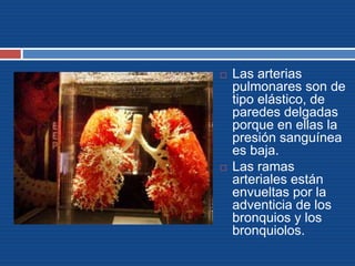  Las arterias
pulmonares son de
tipo elástico, de
paredes delgadas
porque en ellas la
presión sanguínea
es baja.
 Las ramas
arteriales están
envueltas por la
adventicia de los
bronquios y los
bronquiolos.
 