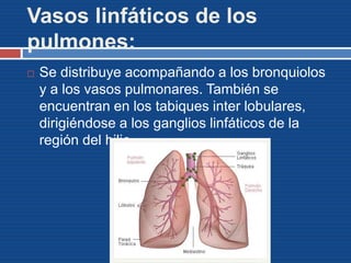 Vasos linfáticos de los
pulmones:
 Se distribuye acompañando a los bronquiolos
y a los vasos pulmonares. También se
encuentran en los tabiques inter lobulares,
dirigiéndose a los ganglios linfáticos de la
región del hilio.
 