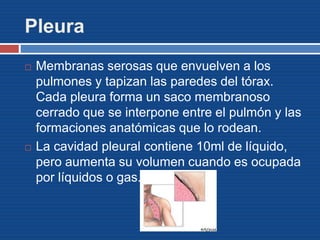 Pleura
 Membranas serosas que envuelven a los
pulmones y tapizan las paredes del tórax.
Cada pleura forma un saco membranoso
cerrado que se interpone entre el pulmón y las
formaciones anatómicas que lo rodean.
 La cavidad pleural contiene 10ml de líquido,
pero aumenta su volumen cuando es ocupada
por líquidos o gas.
 