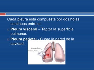 Cada pleura está compuesta por dos hojas
continuas entre sí:
 Pleura visceral – Tapiza la superficie
pulmonar.
 Pleura parietal - Cubre la pared de la
cavidad.
 