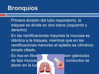Bronquios
 Primera división del tubo respiratorio, la
tráquea se divide en dos tubos (izquierdo y
derecho)
 En las ramificaciones mayores la mucosa es
idéntica a la tráquea, mientras que en las
ramificaciones menores el epitelio es cilíndrico
simple ciliado.
 Es rica en fibras elásticas, existen glándulas
de tipo mucoso o mixto, cuyos conductos se
abren en la luz bronquial.
 