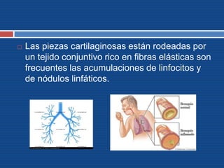  Las piezas cartilaginosas están rodeadas por
un tejido conjuntivo rico en fibras elásticas son
frecuentes las acumulaciones de linfocitos y
de nódulos linfáticos.
 
