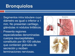 Bronquiolos
 Segmentos intra lobulare cuyo
diámetro es igual o inferior a 1
mm. No presentan cartílago,
glándulas ni nódulos linfáticos.
 Presenta regiones
especializadas denominadas
cuerpos neuroepiteliales
constituido por 80-100 células
que contienen gránulos de
secreción y reciben
terminaciones nerviosas.
 