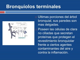 Bronquiolos terminales
 Ultimas porciones del árbol
bronquial, sus paredes son
mas delgadas.
 Poseen las células de clara
no ciliadas que secretan
proteínas que protegen el
revestimiento bronquiolar
frente a ciertos agentes
contaminantes del aire y
contra la inflamación.
 