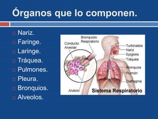 Órganos que lo componen.
 Nariz.
 Faringe.
 Laringe.
 Tráquea.
 Pulmones.
 Pleura.
 Bronquios.
 Alveolos.
 