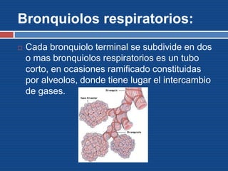 Bronquiolos respiratorios:
 Cada bronquiolo terminal se subdivide en dos
o mas bronquiolos respiratorios es un tubo
corto, en ocasiones ramificado constituidas
por alveolos, donde tiene lugar el intercambio
de gases.
 