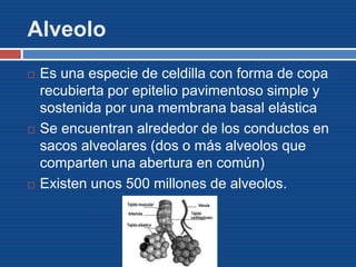 Alveolo
 Es una especie de celdilla con forma de copa
recubierta por epitelio pavimentoso simple y
sostenida por una membrana basal elástica
 Se encuentran alrededor de los conductos en
sacos alveolares (dos o más alveolos que
comparten una abertura en común)
 Existen unos 500 millones de alveolos.
 