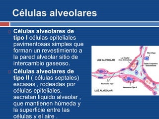 Células alveolares
 Células alveolares de
tipo I células epiteliales
pavimentosas simples que
forman un revestimiento a
la pared alveolar sitio de
intercambio gaseoso.
 Células alveolares de
tipo II ( células septales)
escasas , rodeadas por
células epiteliales,
secretan liquido alveolar ,
que mantienen húmeda y
la superficie entre las
células y el aire .
 