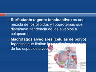  Surfactante (agente tensioactivo) es una
mezcla de fosfolipidos y lipoproteínas que
disminuye tendencia de los alveolos a
colapsarse.
 Macrófagos alveolares (células de polvo)
fagocitos que limitan las partículas de polvo
de los espacios alveolares .
 