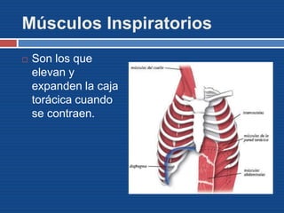Músculos Inspiratorios
 Son los que
elevan y
expanden la caja
torácica cuando
se contraen.
 
