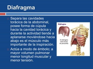Diafragma
 Separa las cavidades
torácica de la abdominal,
posee forma de cúpula
hacia la cavidad torácica y
durante la actividad tiende a
aplanarse moviéndose hacia
abajo es el músculo más
importante de la inspiración.
 Actúa a modo de émbolo; a
mayor volumen pulmonar
menor longitud muscular y
menor tensión.
 