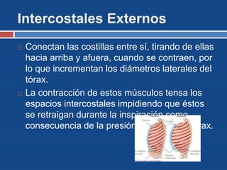 Intercostales Externos
 Conectan las costillas entre sí, tirando de ellas
hacia arriba y afuera, cuando se contraen, por
lo que incrementan los diámetros laterales del
tórax.
 La contracción de estos músculos tensa los
espacios intercostales impidiendo que éstos
se retraigan durante la inspiración como
consecuencia de la presión negativa del tórax.
 