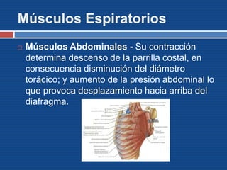 Músculos Espiratorios
 Músculos Abdominales - Su contracción
determina descenso de la parrilla costal, en
consecuencia disminución del diámetro
torácico; y aumento de la presión abdominal lo
que provoca desplazamiento hacia arriba del
diafragma.
 