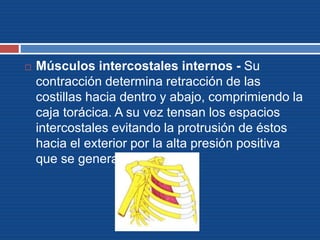  Músculos intercostales internos - Su
contracción determina retracción de las
costillas hacia dentro y abajo, comprimiendo la
caja torácica. A su vez tensan los espacios
intercostales evitando la protrusión de éstos
hacia el exterior por la alta presión positiva
que se genera.
 