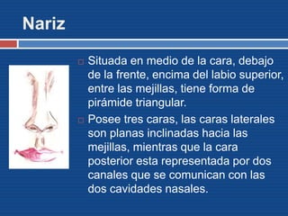 Nariz
 Situada en medio de la cara, debajo
de la frente, encima del labio superior,
entre las mejillas, tiene forma de
pirámide triangular.
 Posee tres caras, las caras laterales
son planas inclinadas hacia las
mejillas, mientras que la cara
posterior esta representada por dos
canales que se comunican con las
dos cavidades nasales.
 
